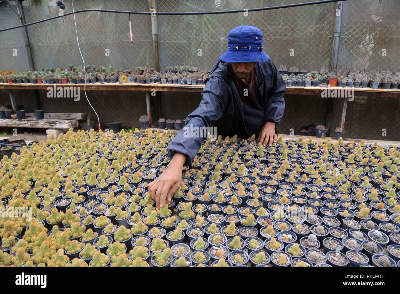 Gaza Feb 11 19 Xinhua A Palestinian Farmer Checks The Cactus Plant At A Cactus Nursery In Gaza City Feb 10 19 There Are About 3 000 Species Of Cactus