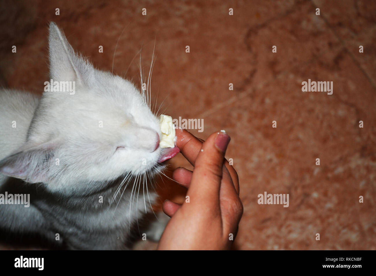 Hungry White Cat Want To Eat Stock Photo