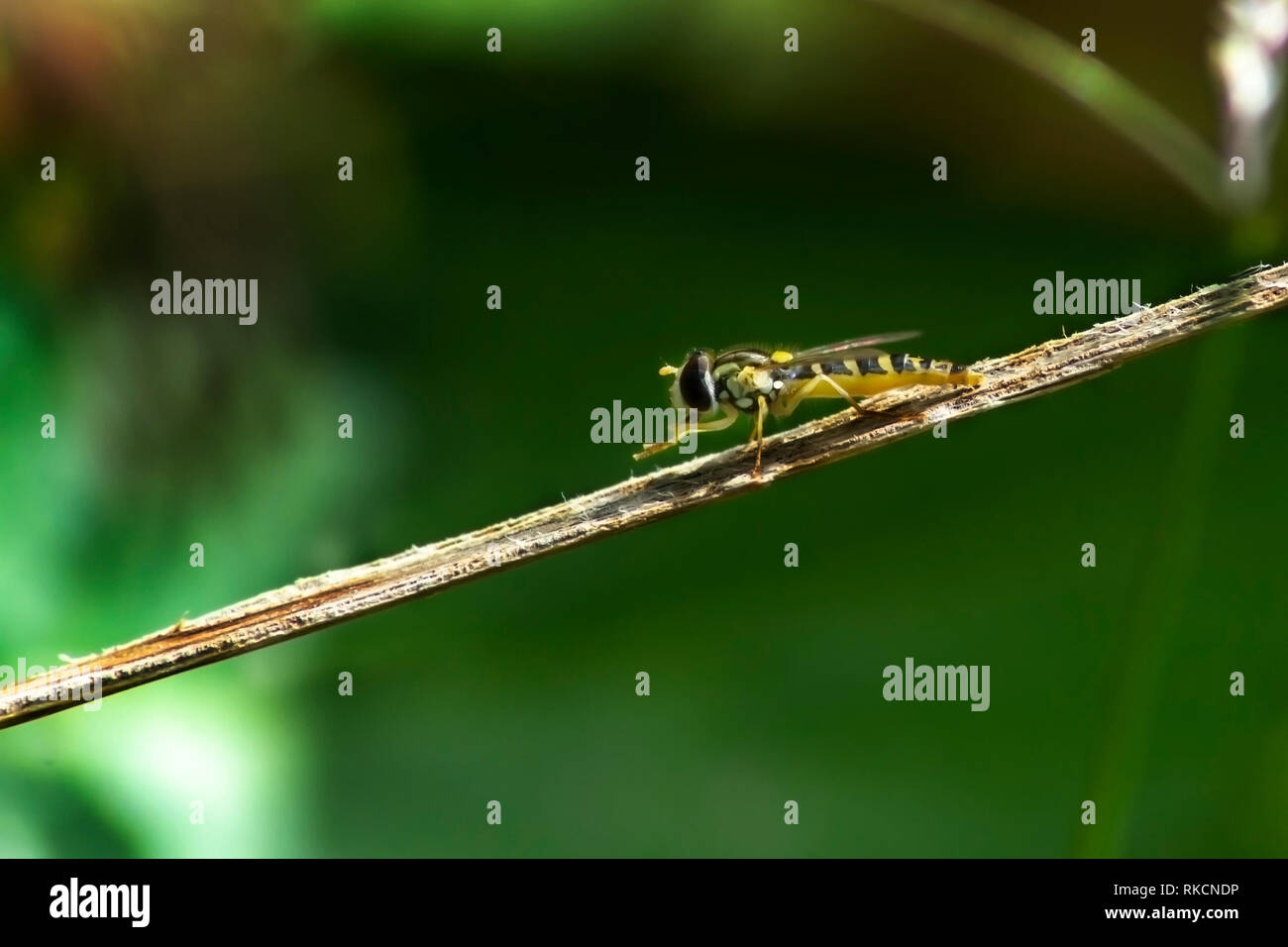 Rubbing their legs hires stock photography and images Alamy