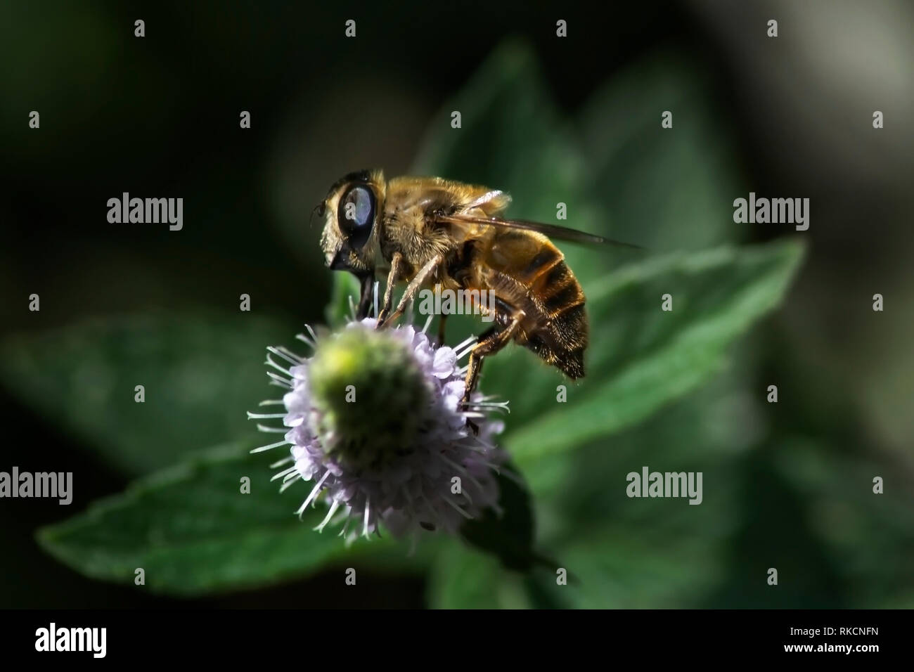 Honey bee feeding from a Buddleia flower Stock Photo