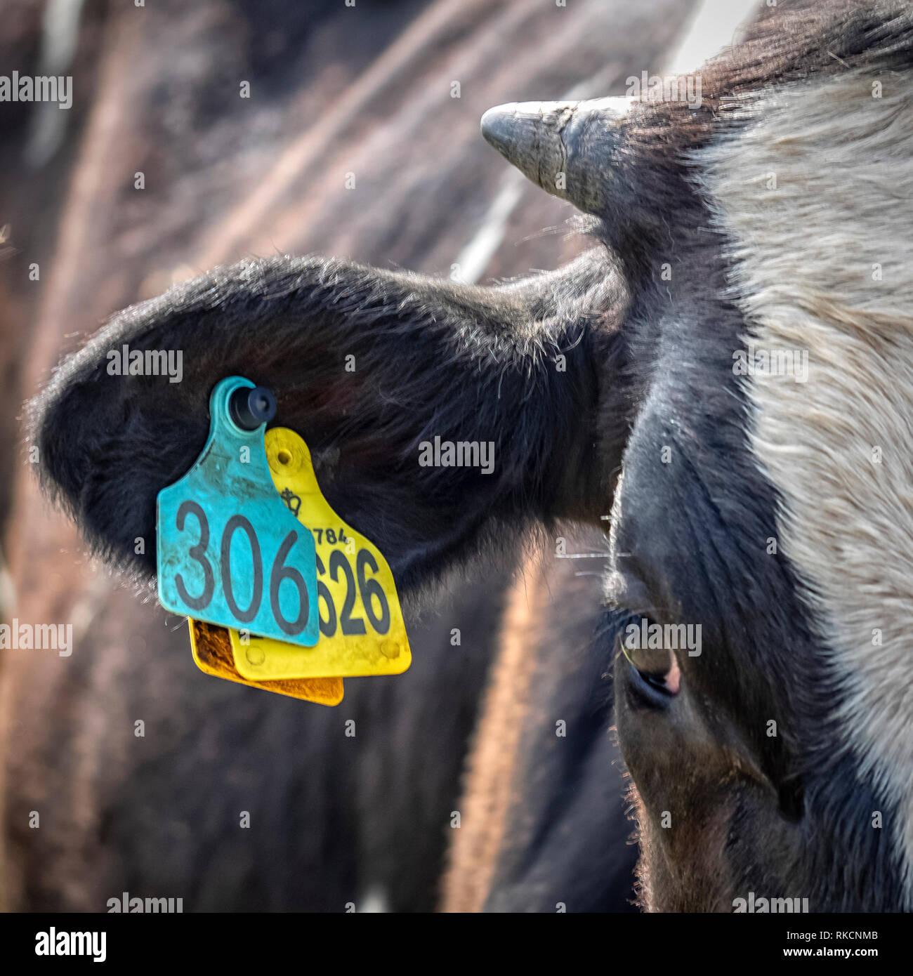 DEDHAM ESSEX, UK - JUNE 13, 2018: Ear tags on a cow on a farm Stock Photo
