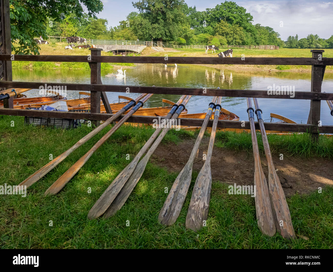 DEDHAM, ESSEX, UK - JUNE 13, 2018:  Rowing boat oars on the banks of the River Stour Stock Photo