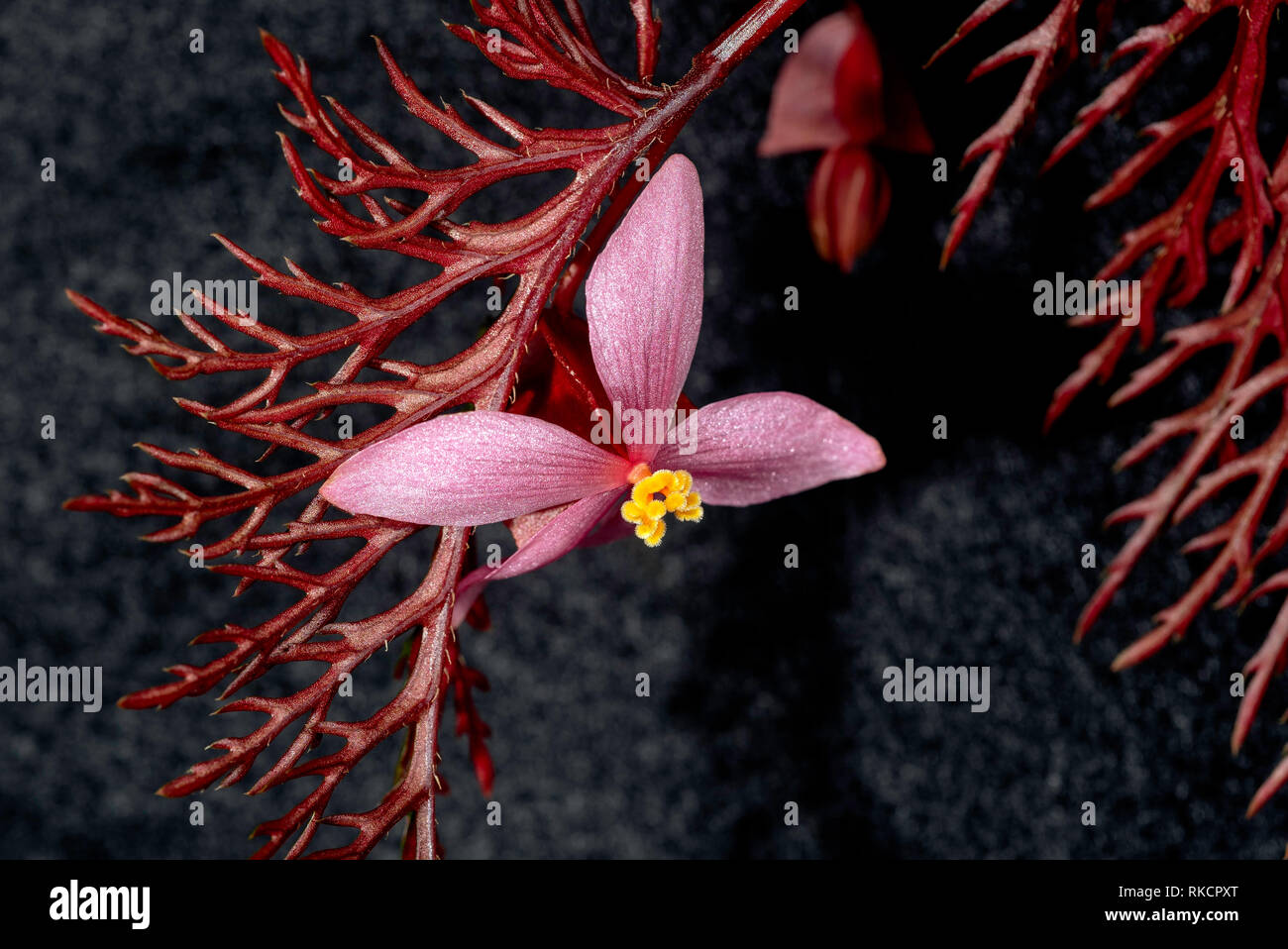 Begonia bipinnatifida, or the fern leaf begonia is commonly found in New Guinea Stock Photo
