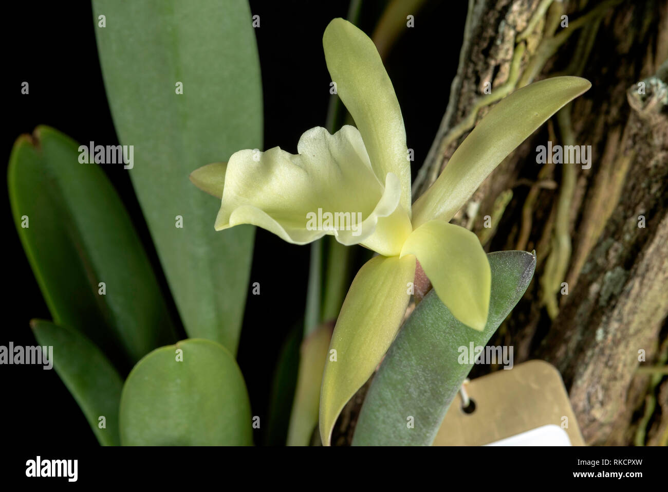 Rhyncholaelia glauca var. alba is found in Mexcio and central America Stock Photo