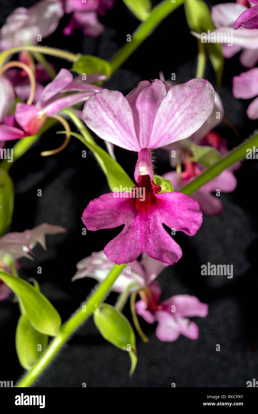 A Christmas orchid (Calanthe vestita) Stock Photo