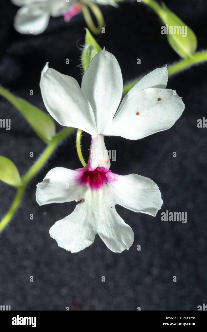 An example of a Christmas Orchid (Calanthe sp.) Stock Photo