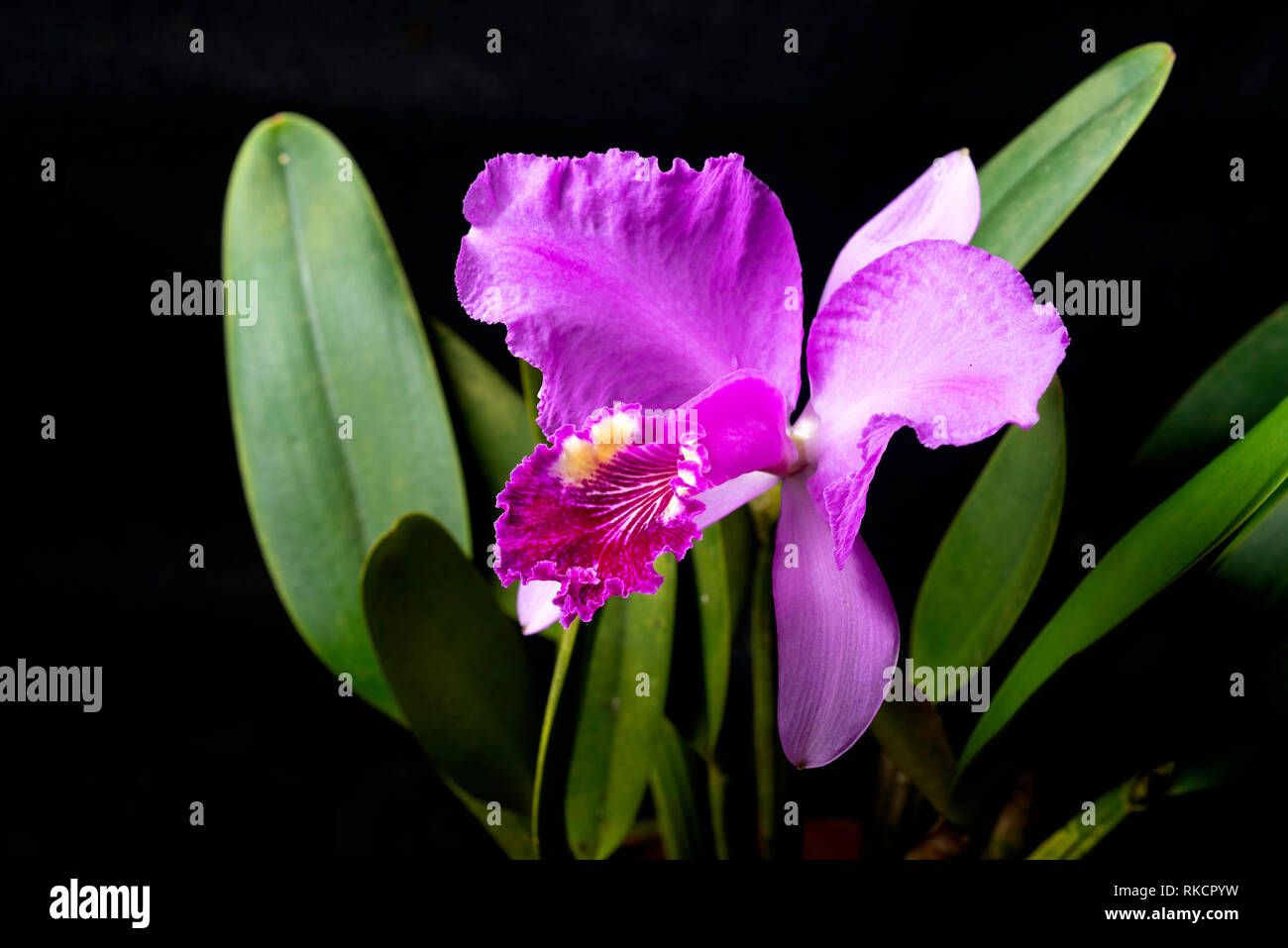 Cattleya is a genus of orchids found in central and south America Stock Photo