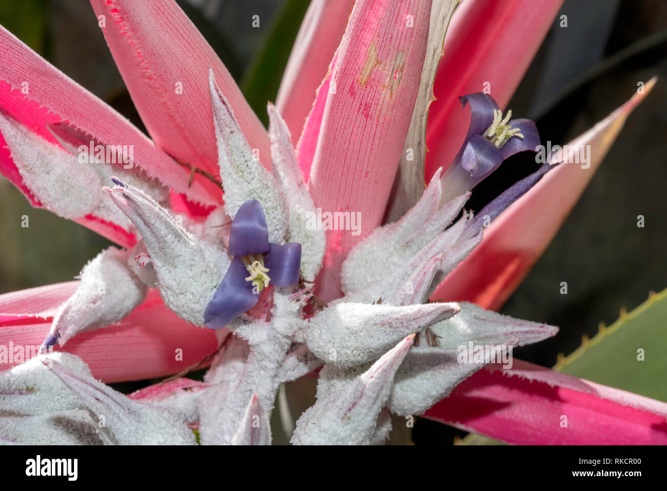 Flowering Ursulaea macvaughii, a bromeliad endemic to Mexico Stock Photo
