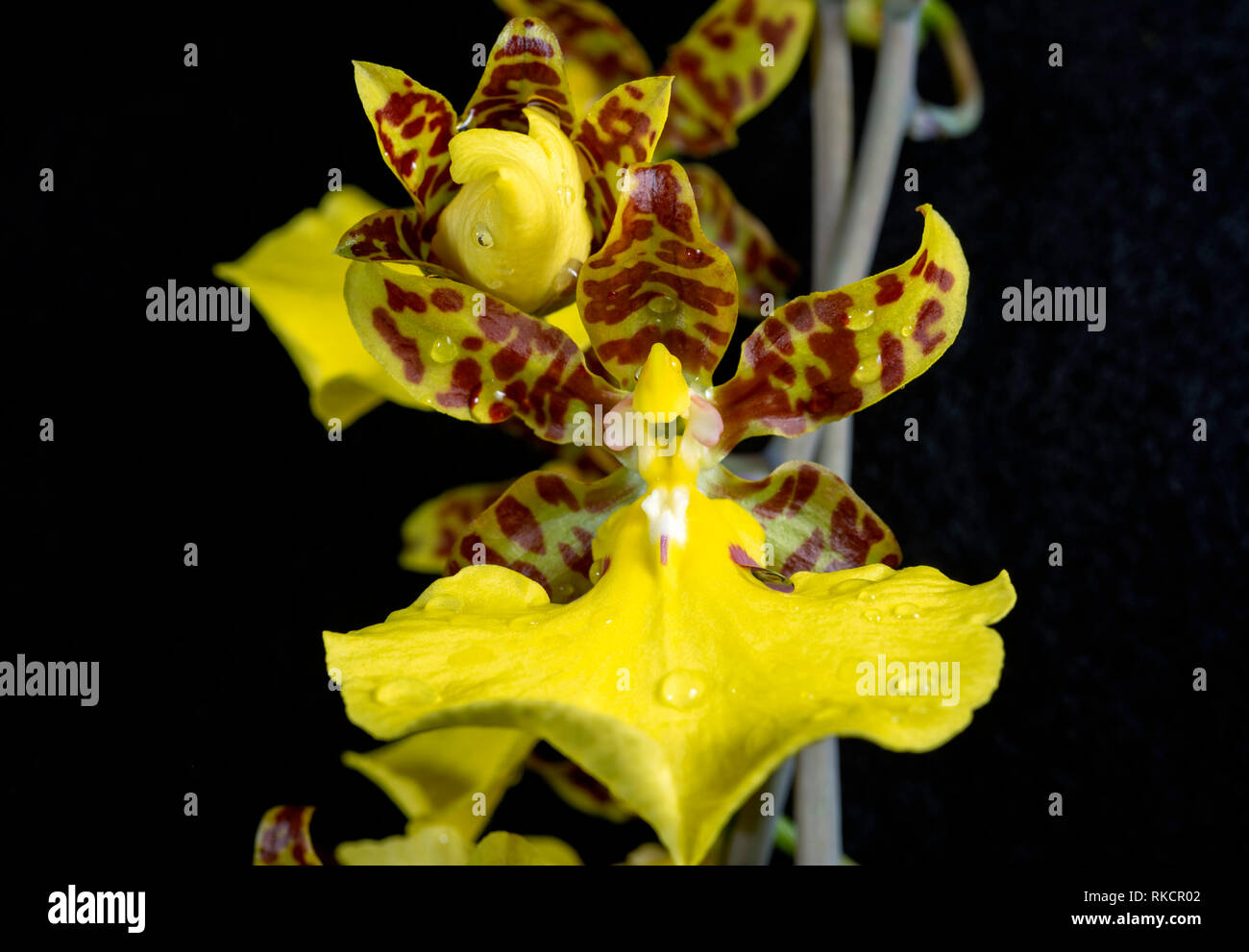 Oncidium splendidum is an example of the dancing-lady or golden shower orchids Stock Photo