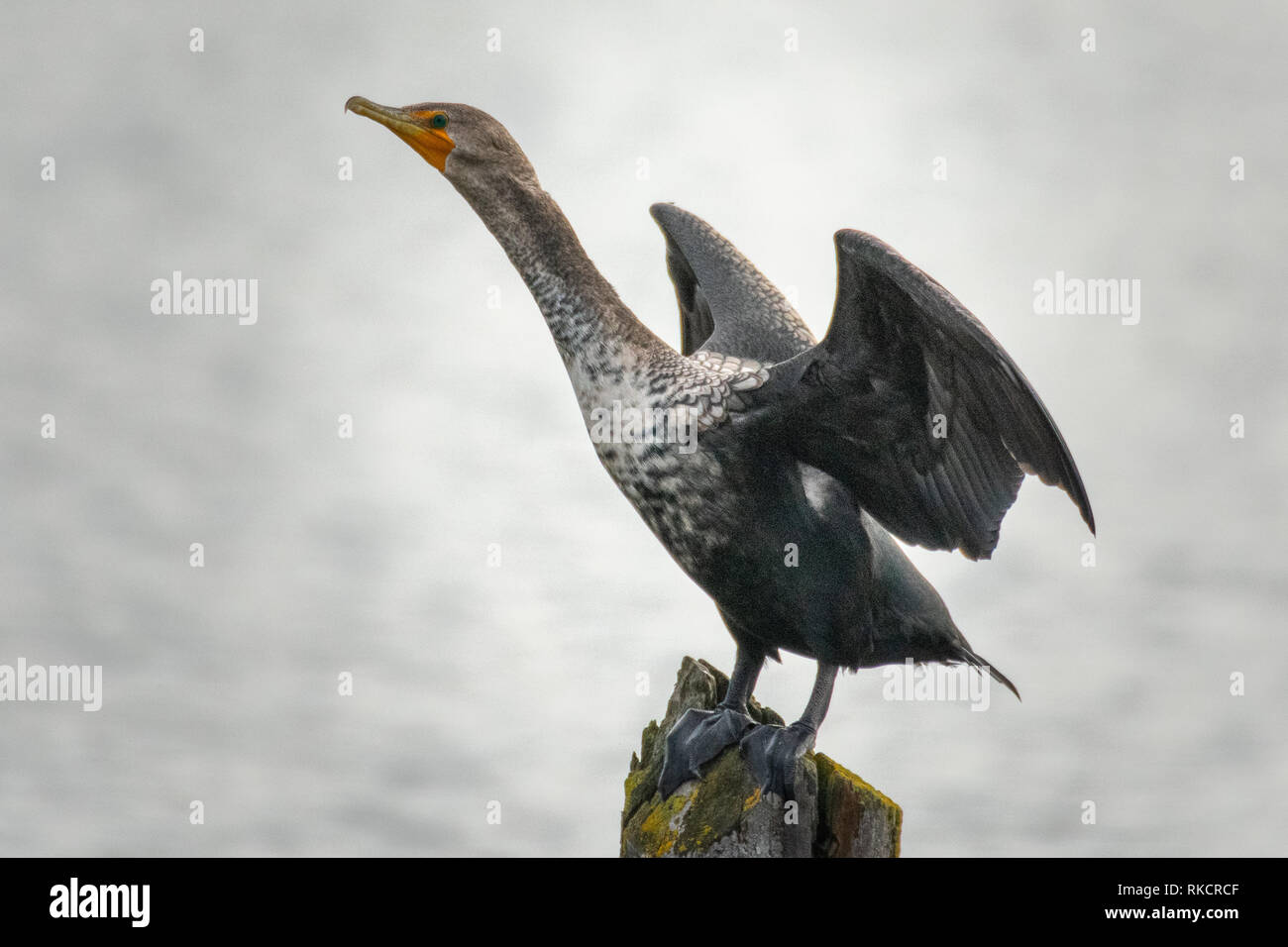 Black bird drying standing hi-res stock photography and images - Alamy