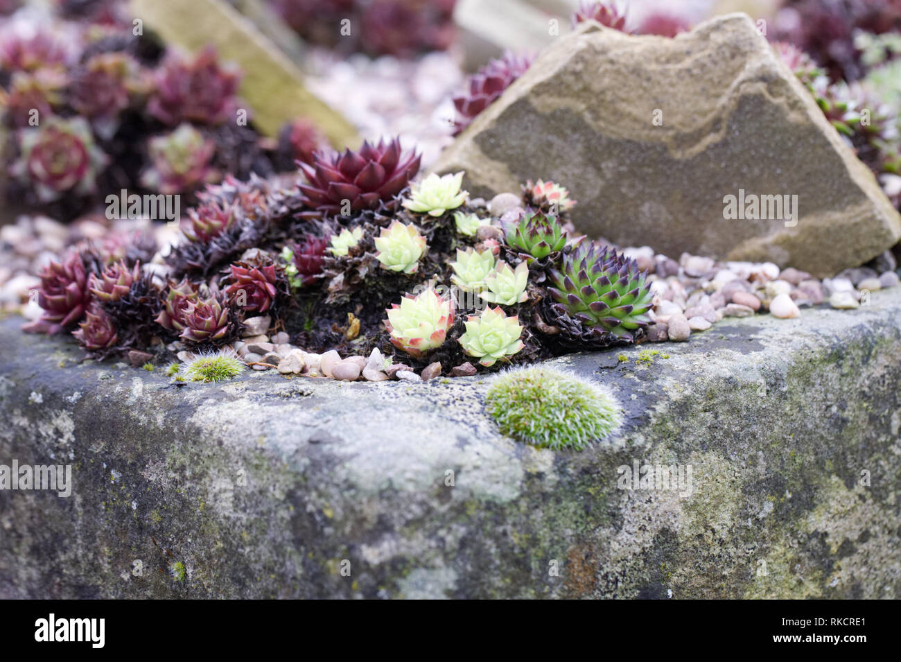 Sempervivums in a rock garden. Houseleeks. Stock Photo