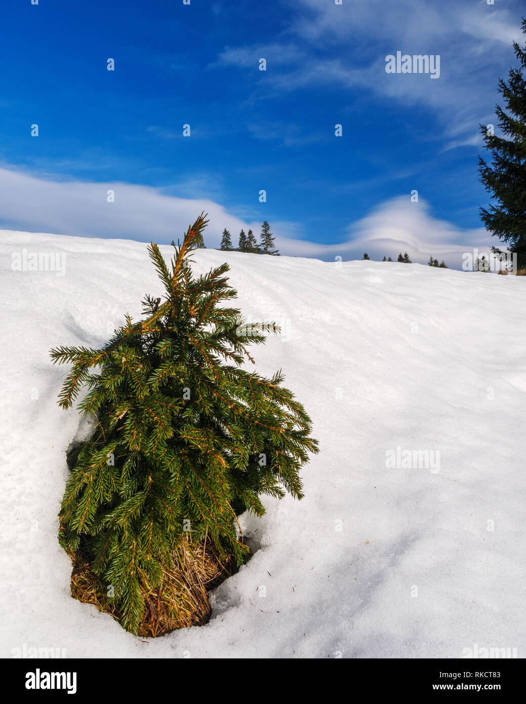 Solo pine tree in winter landscape in Slovakia Stock Photo