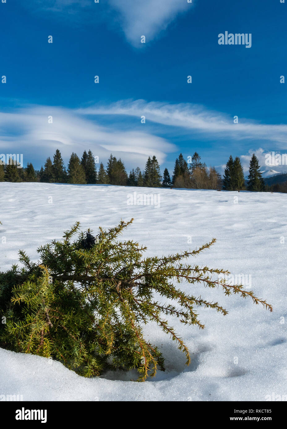 Solo pine tree in winter lanscape in Slovakia Stock Photo