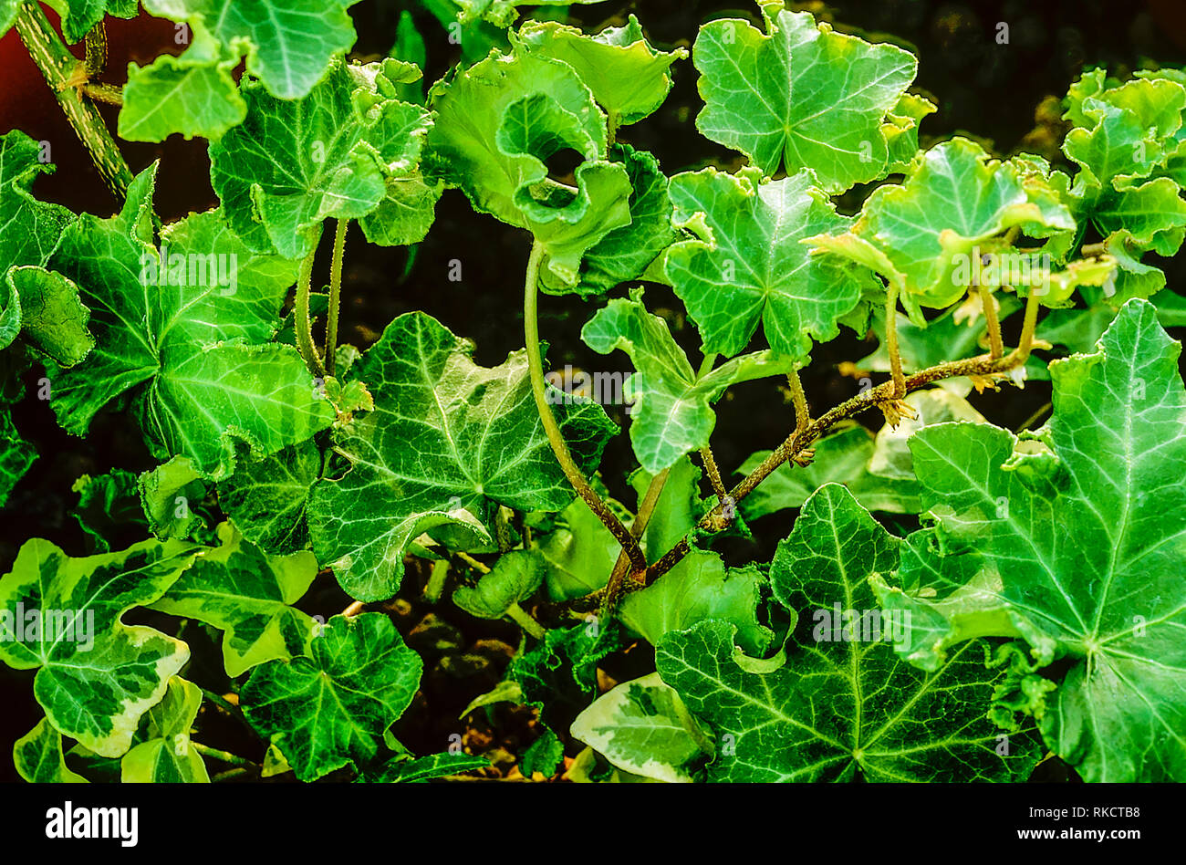 Parsley crested ivy hires stock photography and images Alamy