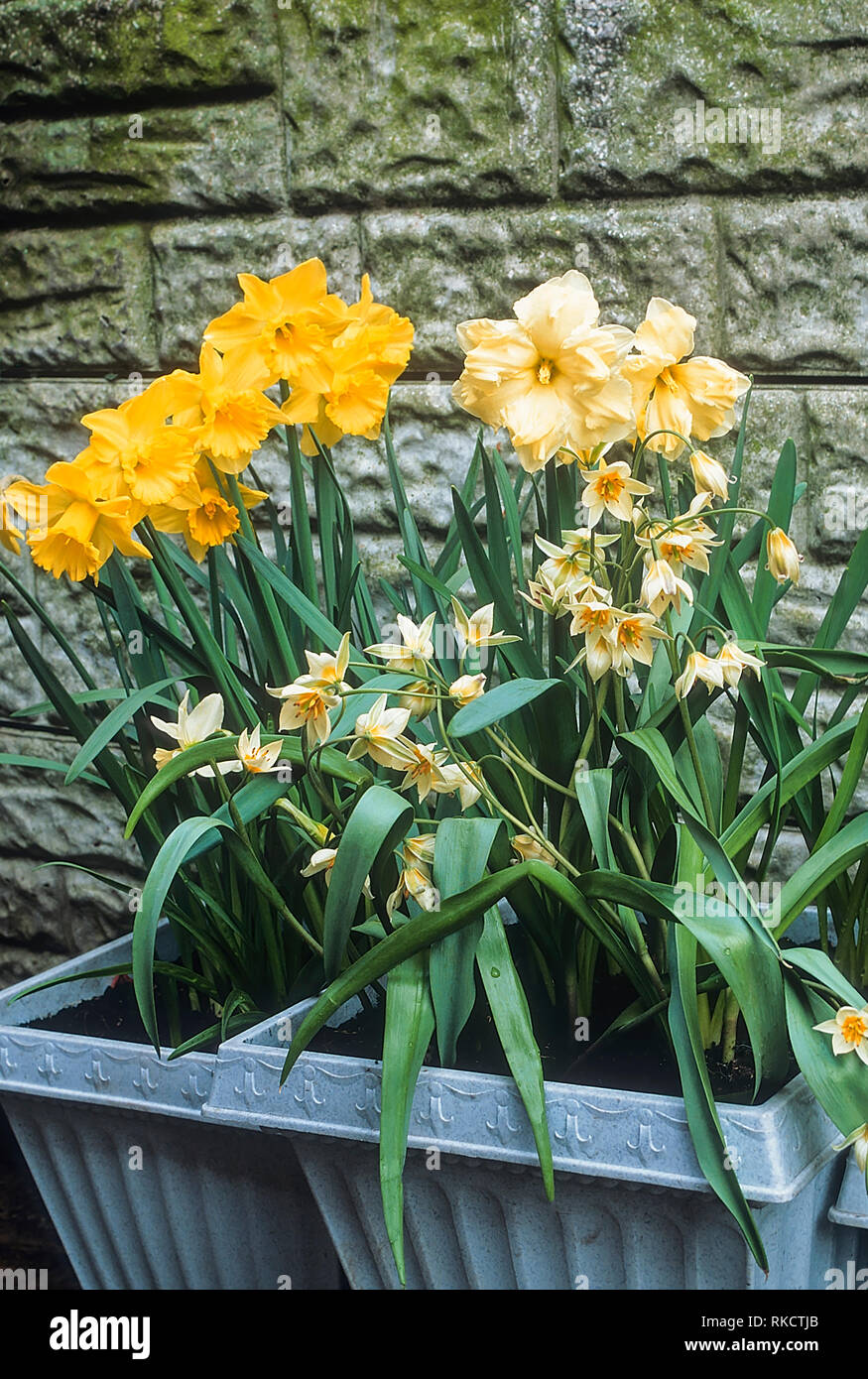 Tulip Turkestanica with Narcissus Cassata and King Alfred growing in flower tubs against a garden wall   Perennial spring flowering bulbs Stock Photo