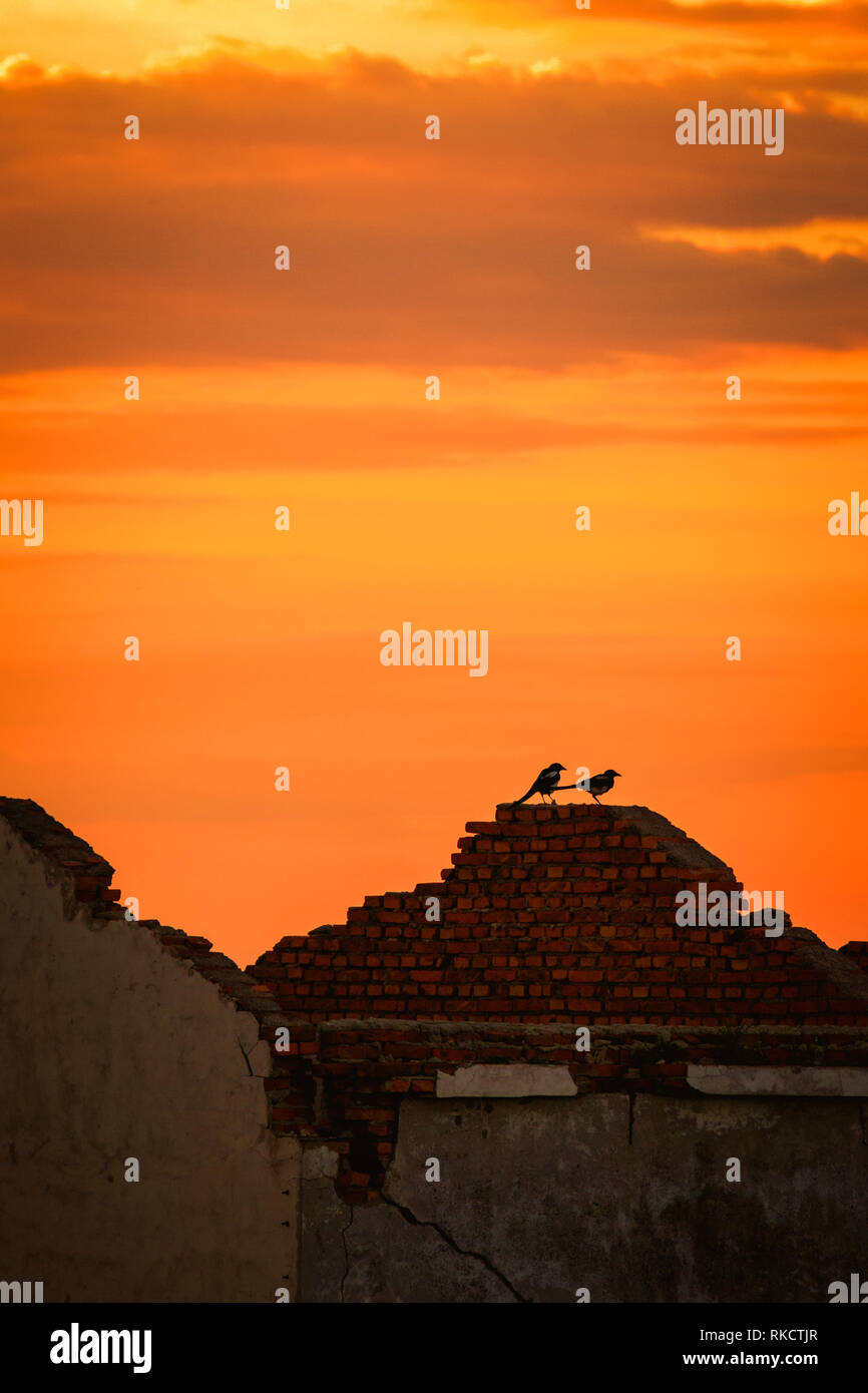 Two Birds Sitting on Rubble Wall Sunset Sky Orange Red Afternoon Quiet ...