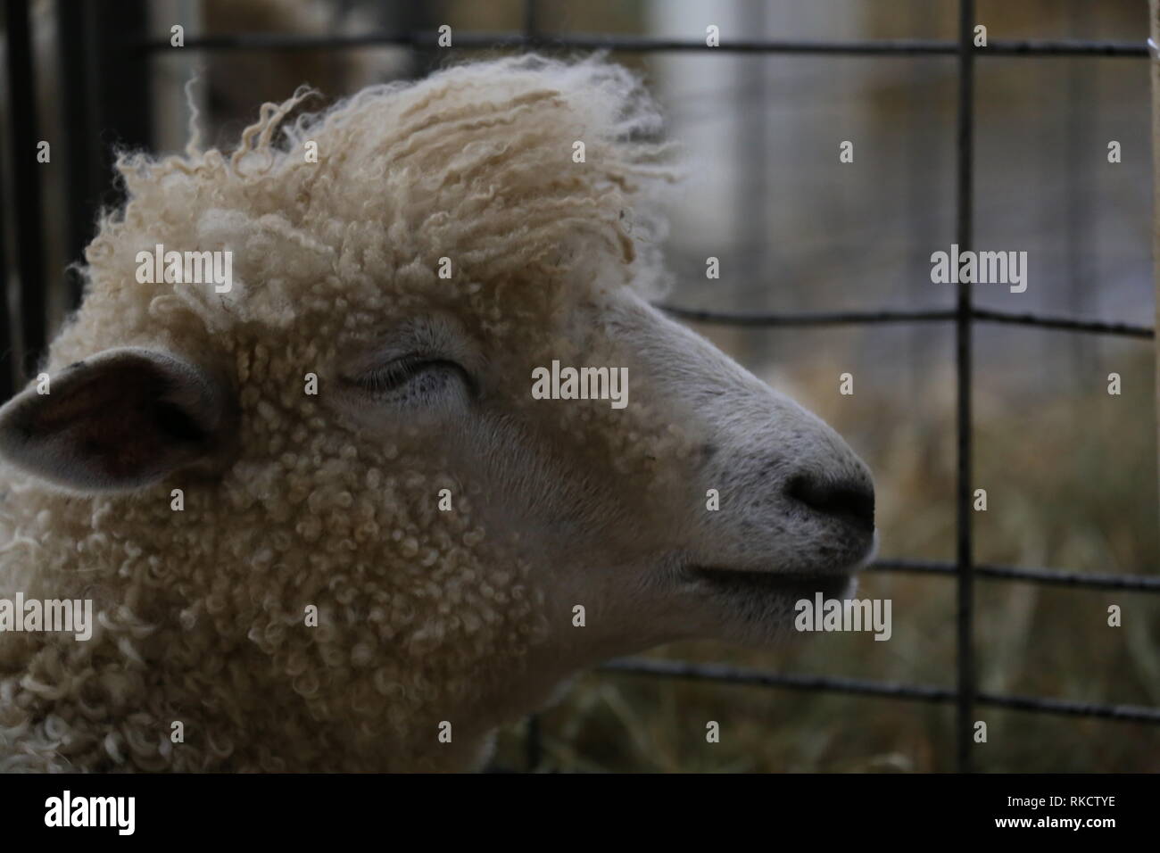 Sheep Hairdo Stock Photo