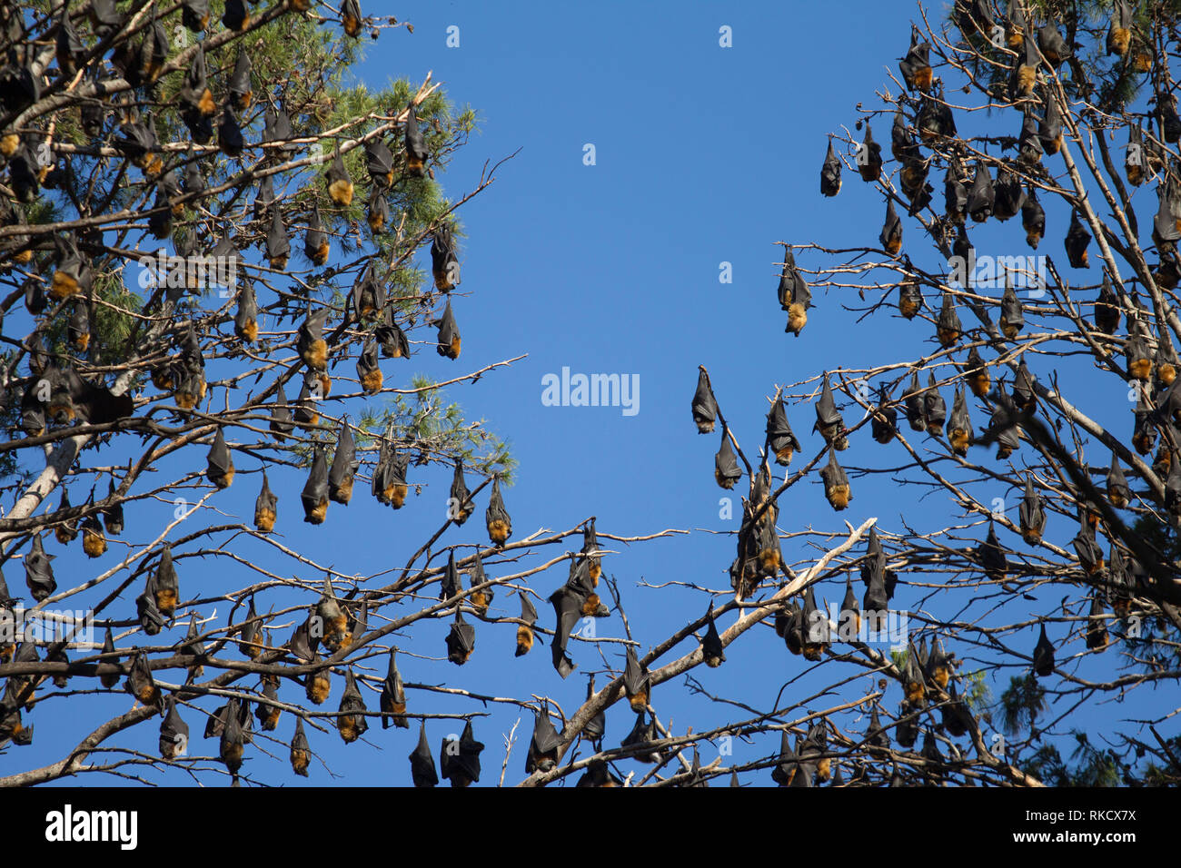 Black flyingfox bat, Australia Stock Photo Alamy