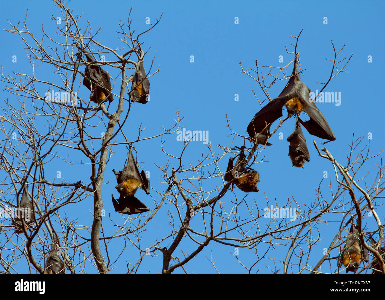Black flyingfox bat, Australia Stock Photo Alamy