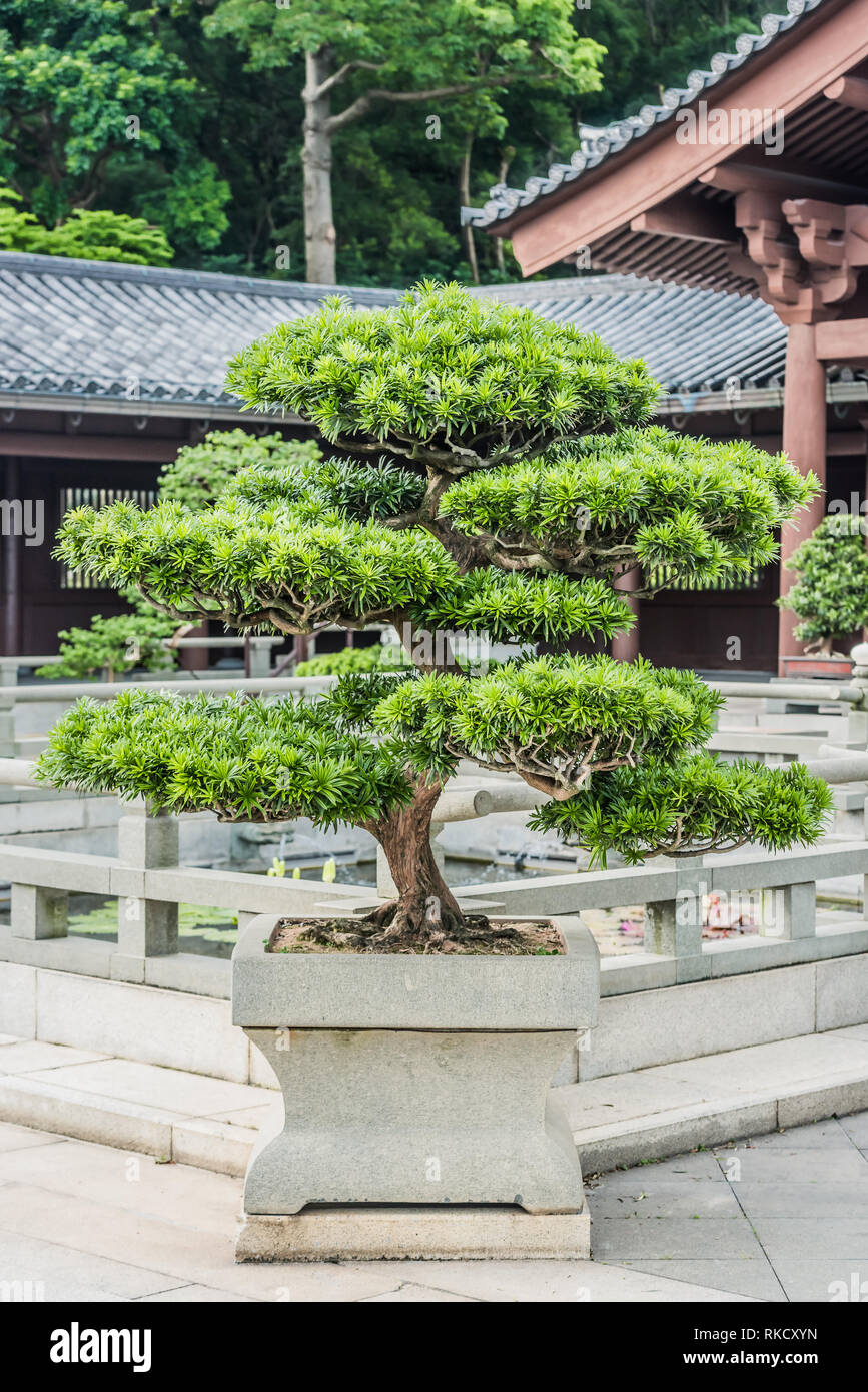 bonsai tree Chi Lin Nunnery Kowloon in Hong Kong Stock Photo Alamy