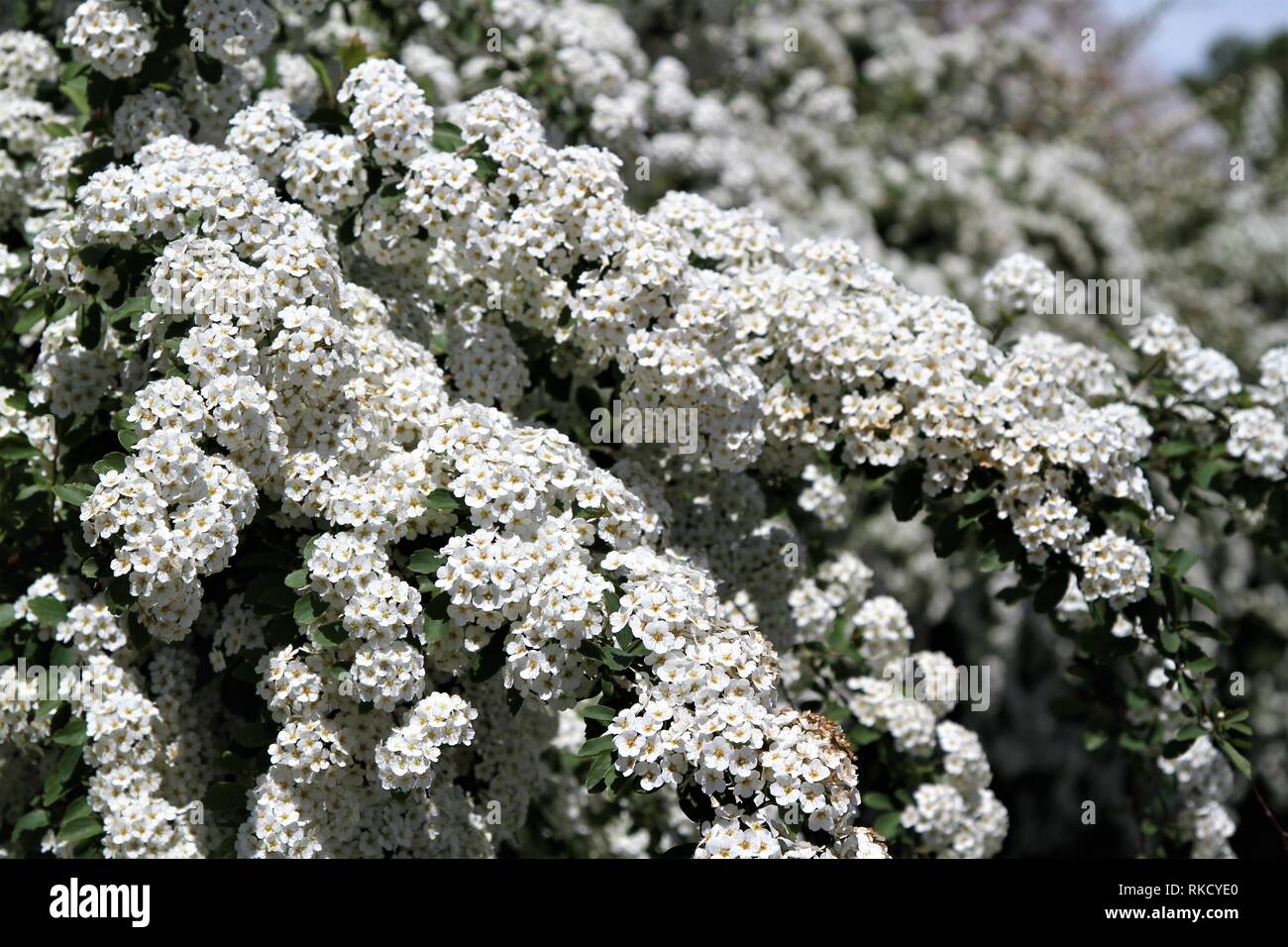 Closeup bush of white blooming spirea bush Stock Photo