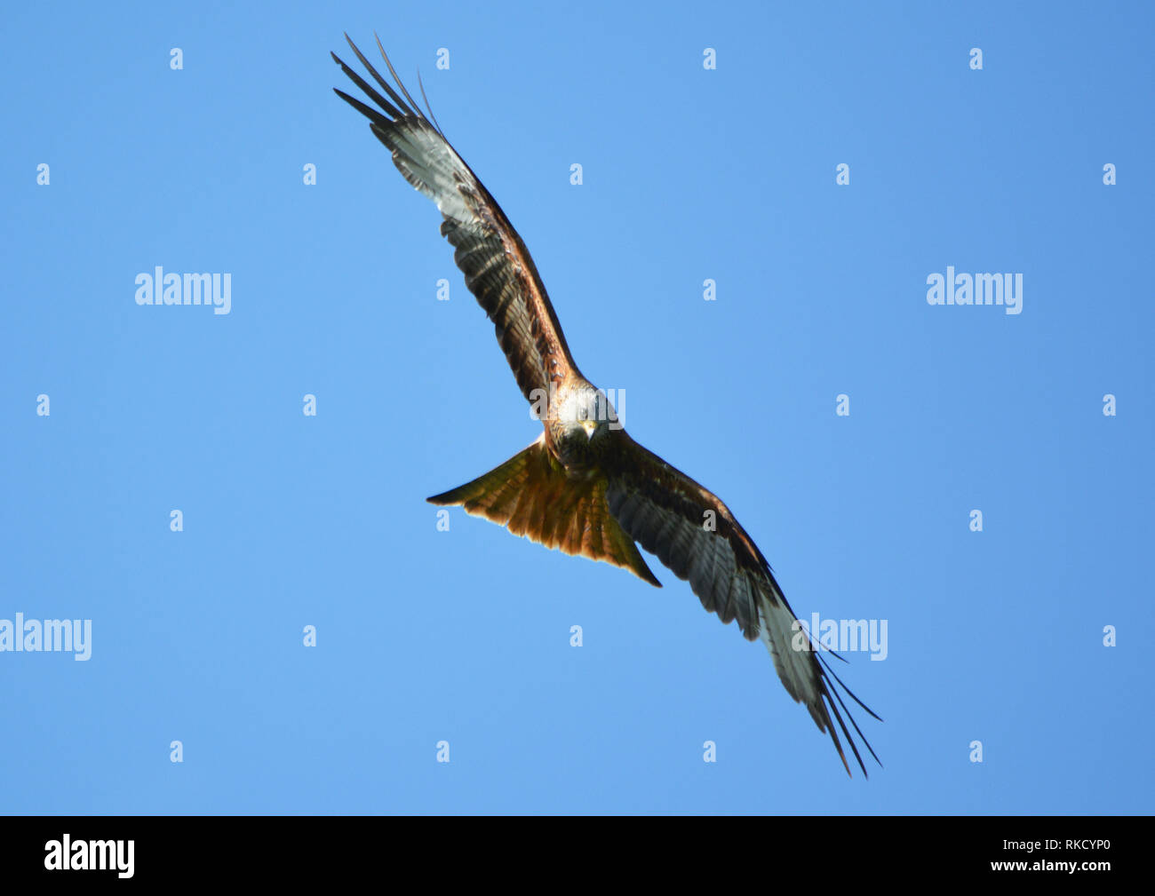Agarty red kites hires stock photography and images Alamy