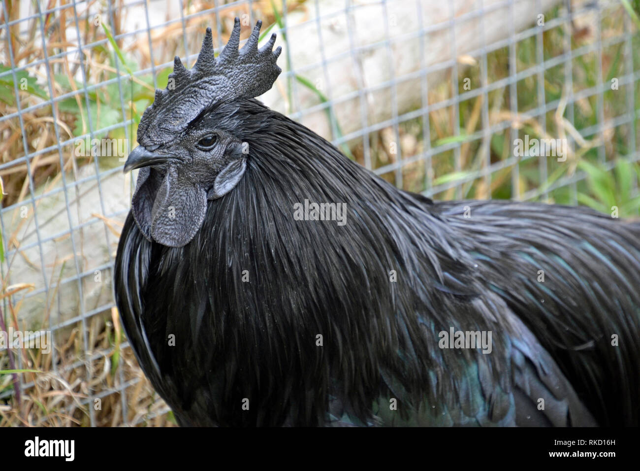 Margaret green animal rescue hires stock photography and images Alamy