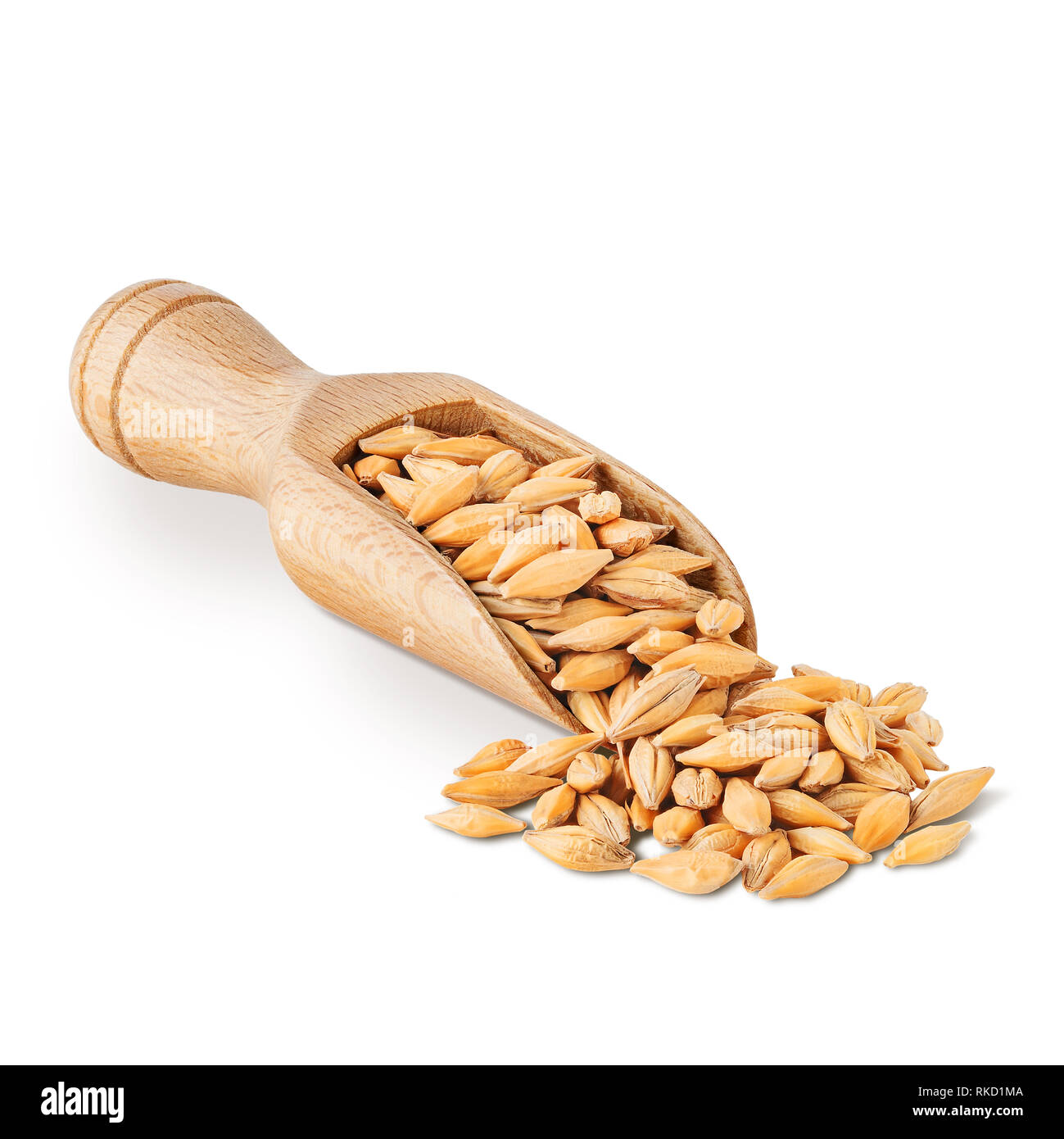 Scoop of barley seeds isolated on white background Stock Photo