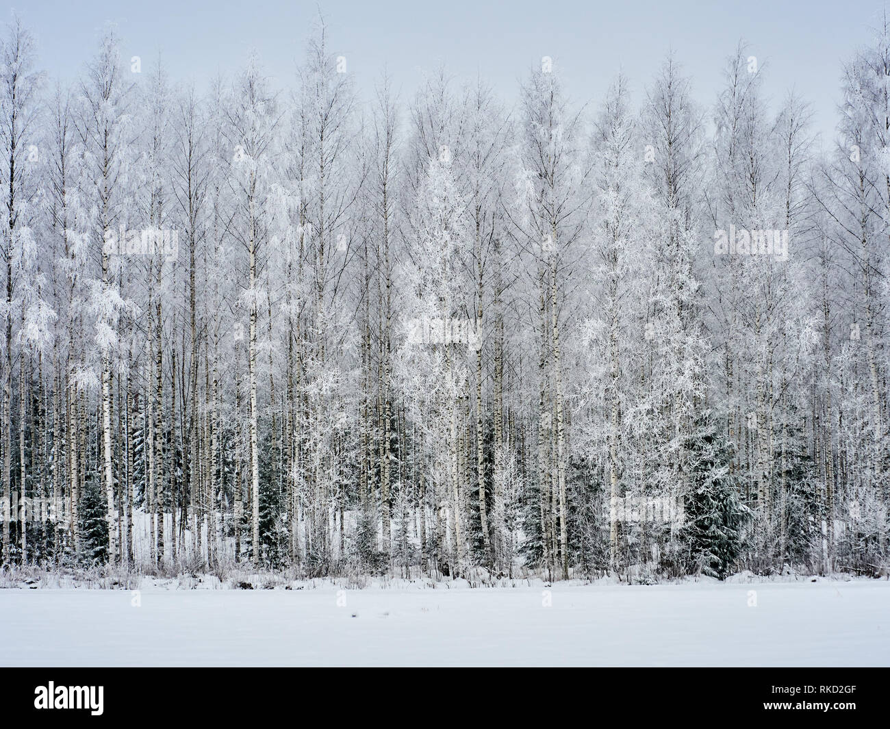 Winter snow magic forest background hi-res stock photography