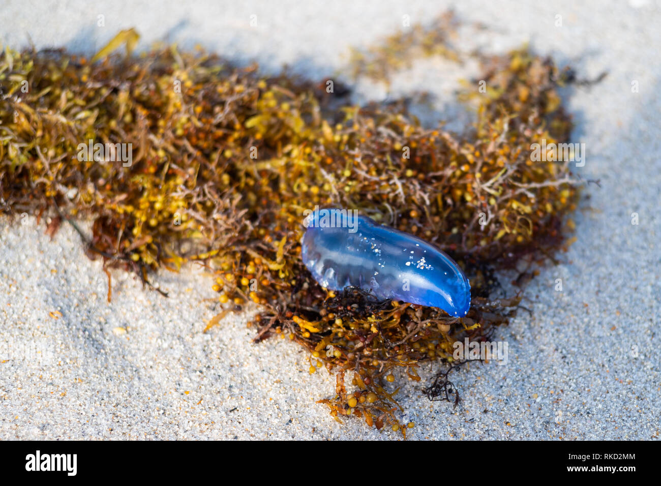 Portuguese man of war jellyfish stranded on Miami Beach, also called blue-bottle in Australia. Stock Photo