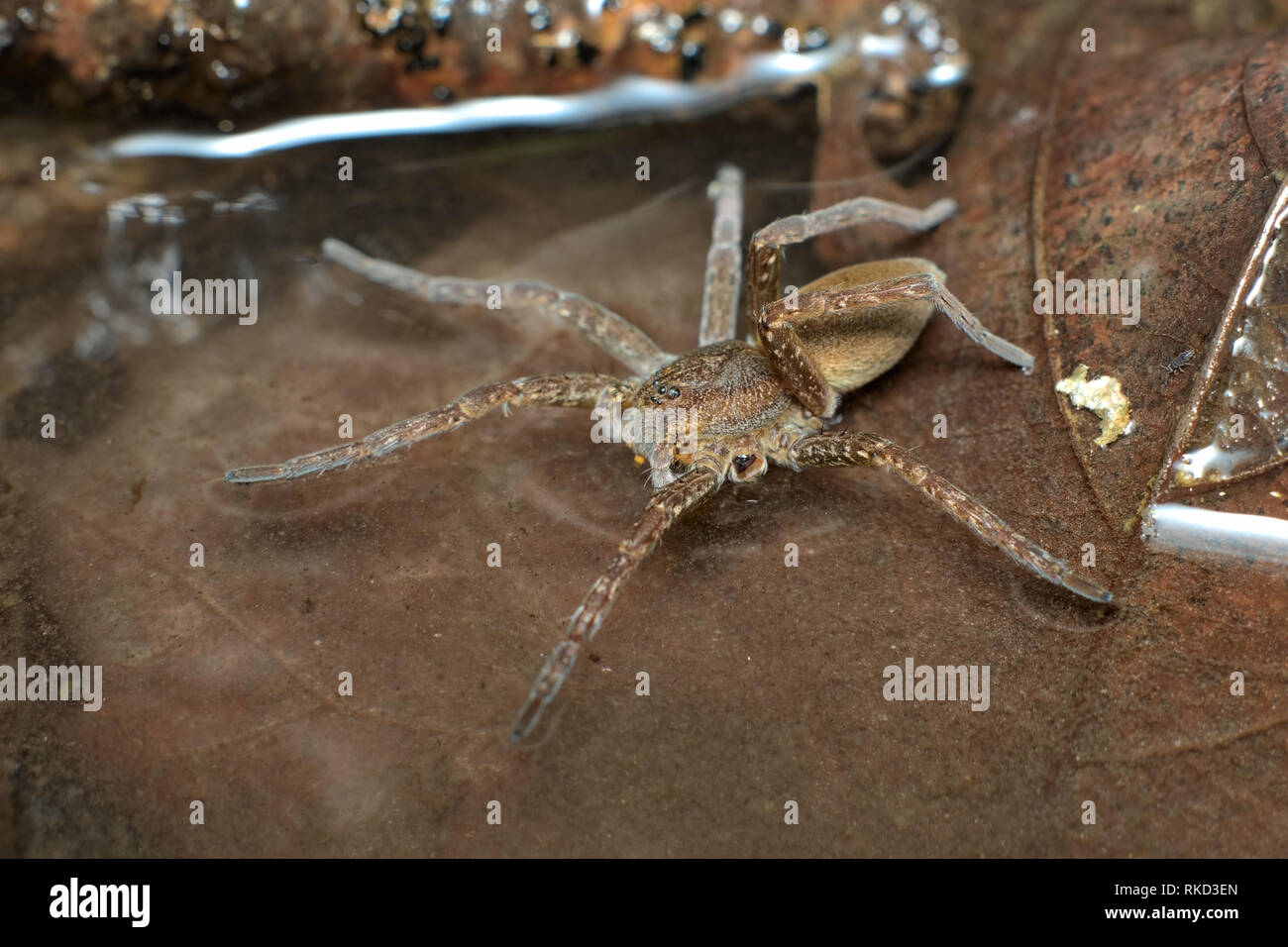 A semi-acquatic great or fen raft spider (Dolomedes plantarius) hunting its prey walking on the surface of water between brown dead leaves in a swamp Stock Photo
