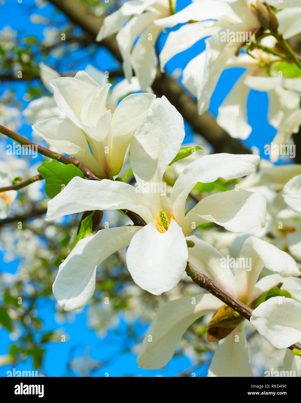 White blossom of star magnolia hi-res stock photography and images - Alamy