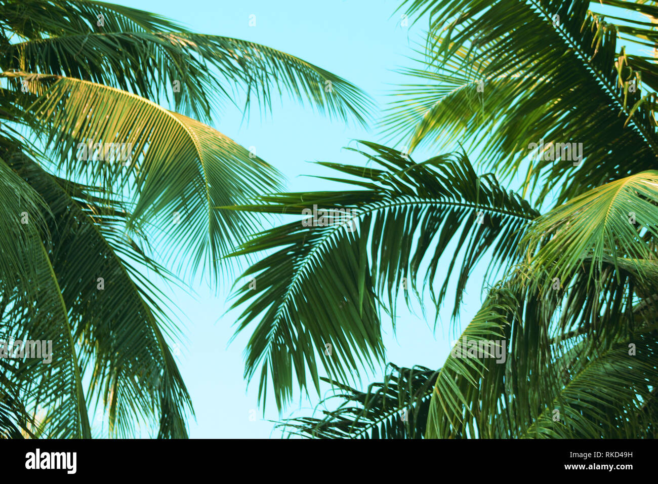 Vintage coconut leaves and sky background,summer theme Stock Photo - Alamy