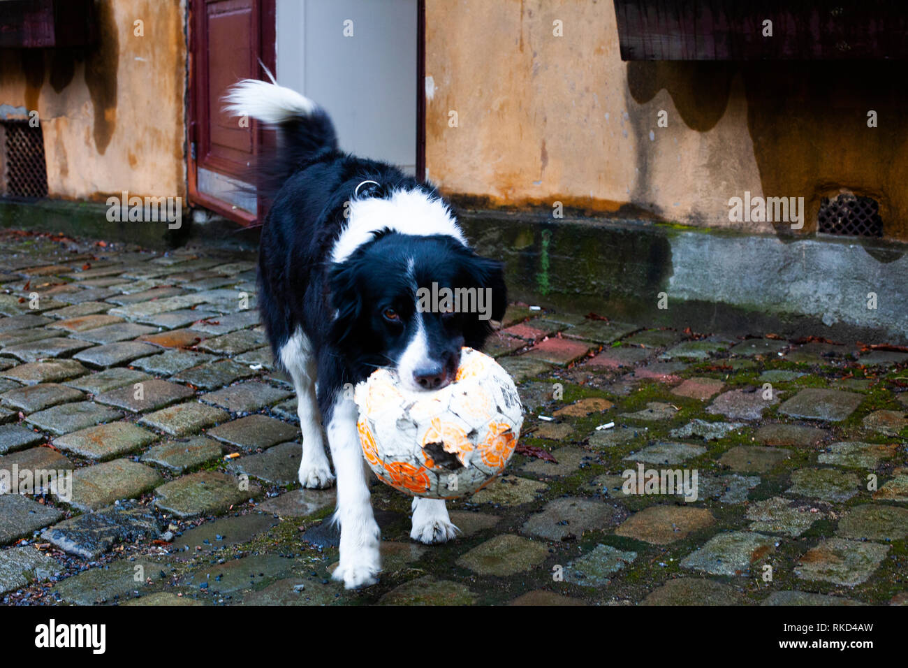 Black and white dog wanting to play with a football Stock Photo