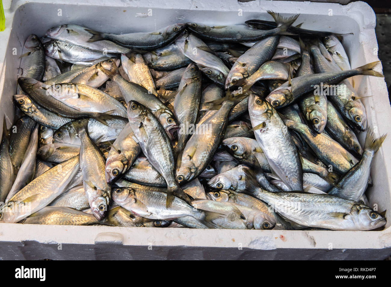 Basin of Bluefish (Pomatomus saltatrix)  for sale at a Turkish market. Stock Photo