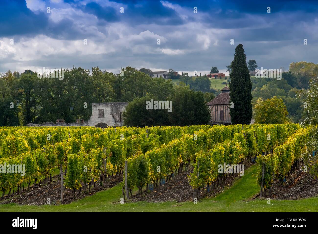 France, Nouvelle Aquitaine, Dordogne, vineyards of Chateau de Fayolle
