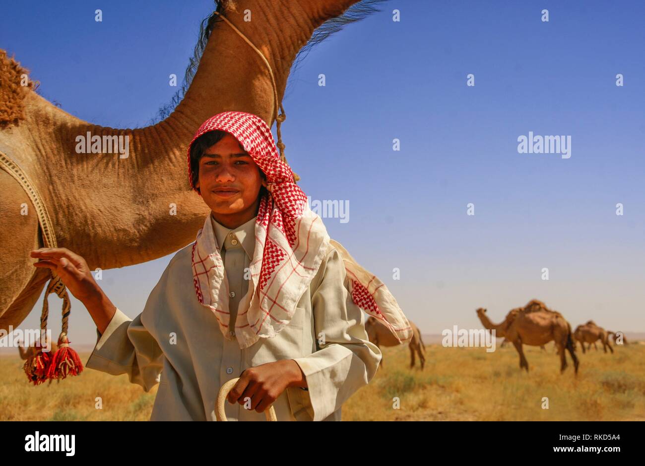 Syria, camels herd in the Bahia desert. Stock Photo