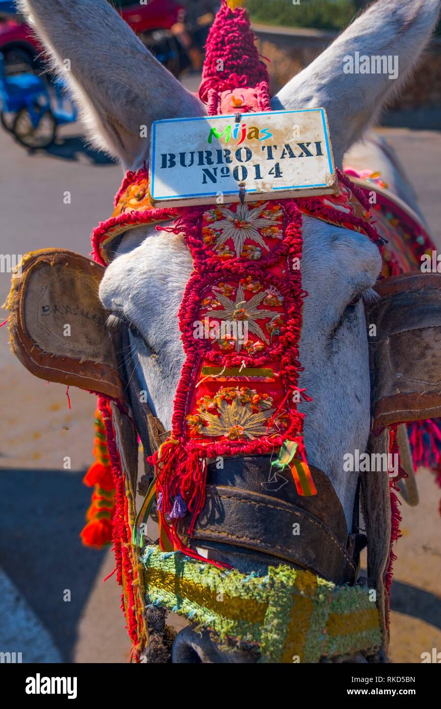 Spain, Andalusia, Malaga Province, ''Burro Taxi'' (Donkey Taxi) at the village of Mijas. Stock Photo