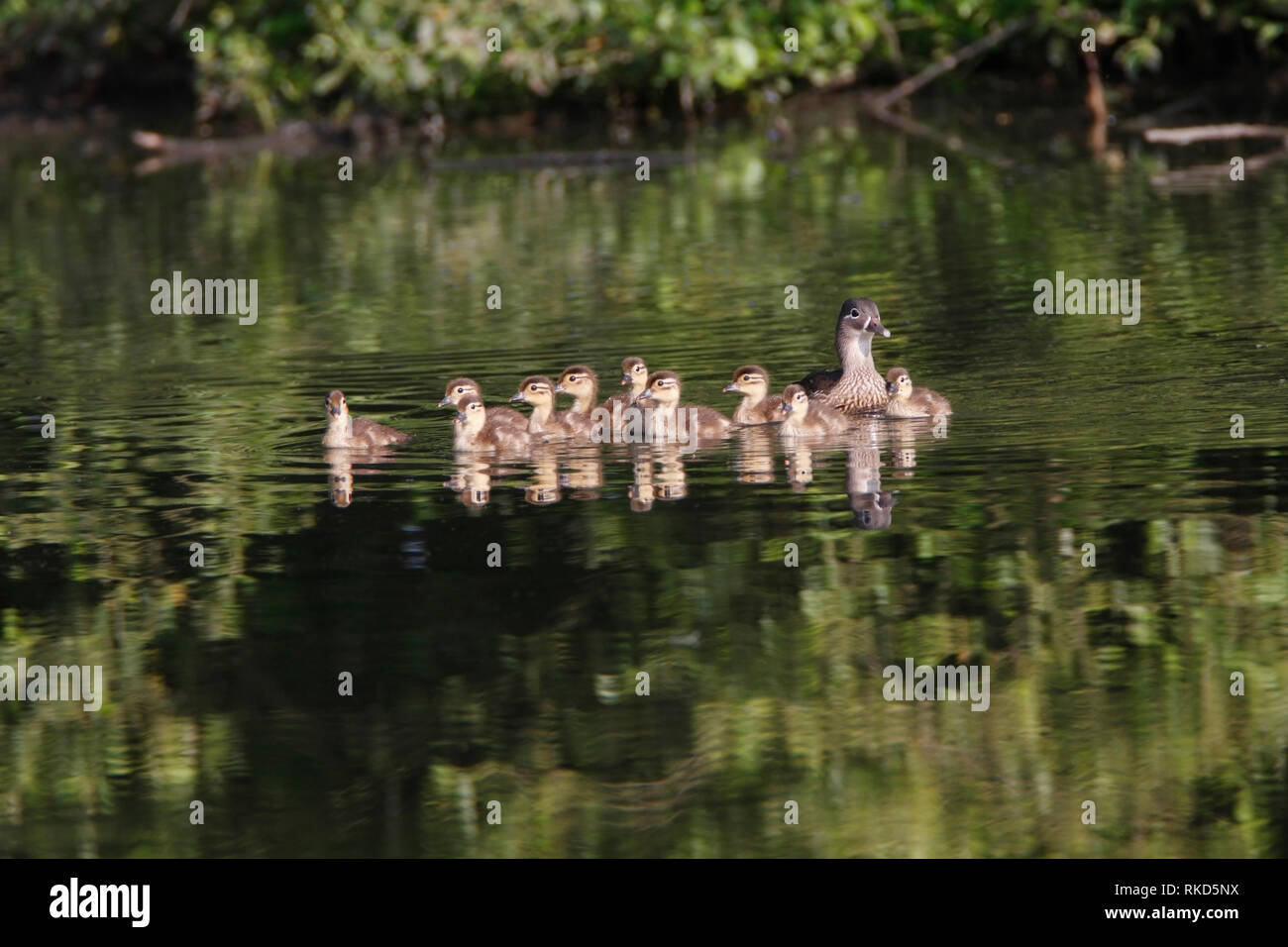 MANDARIN DUCKS (Aix galericulata) female with ducklings, UK. Stock Photo
