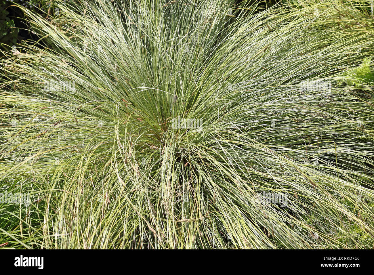 Mountain sedge, Carex montana Stock Photo