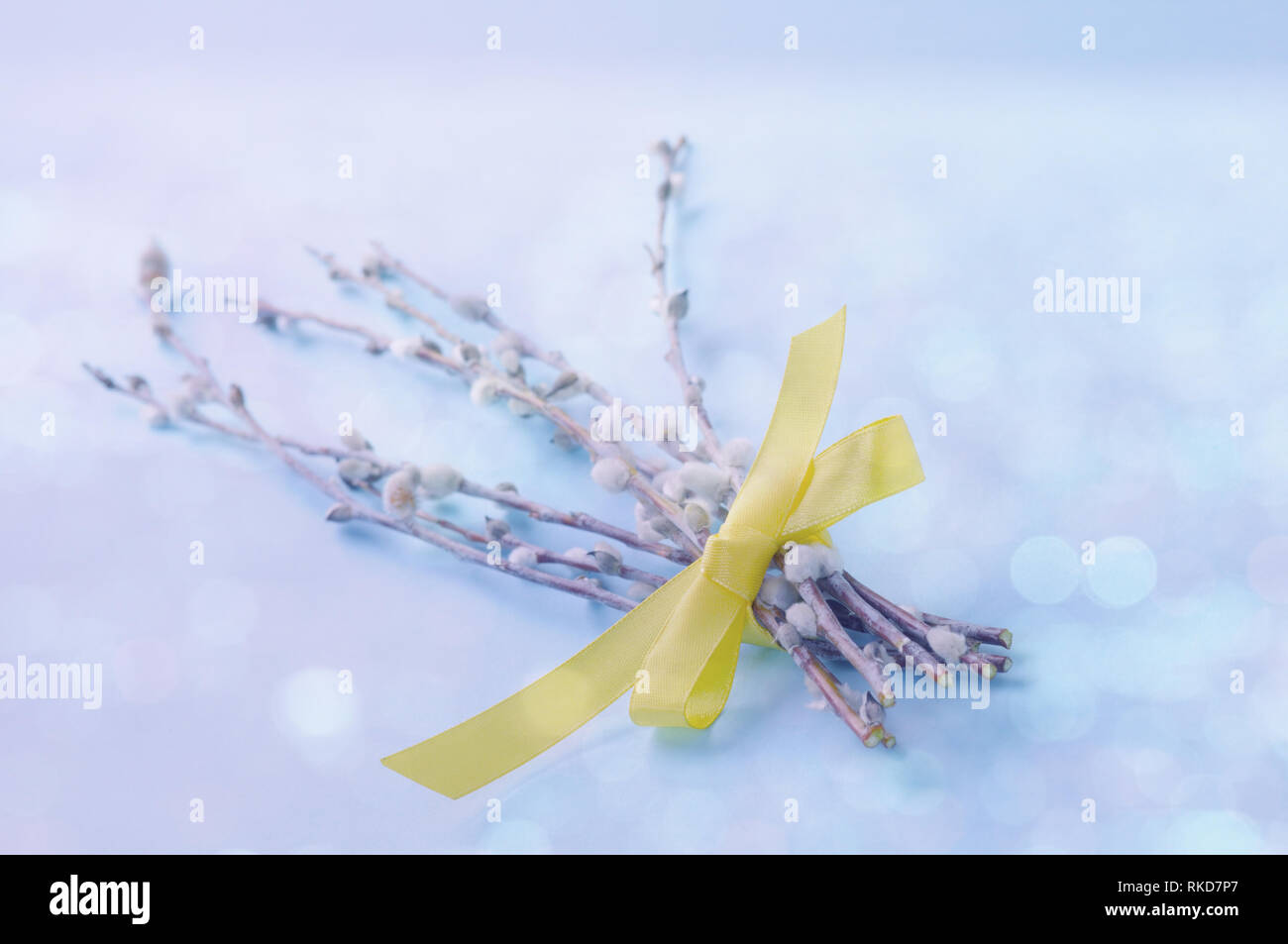 Pastel Easter background with bunch of pussy willow branches with catkins Stock Photo