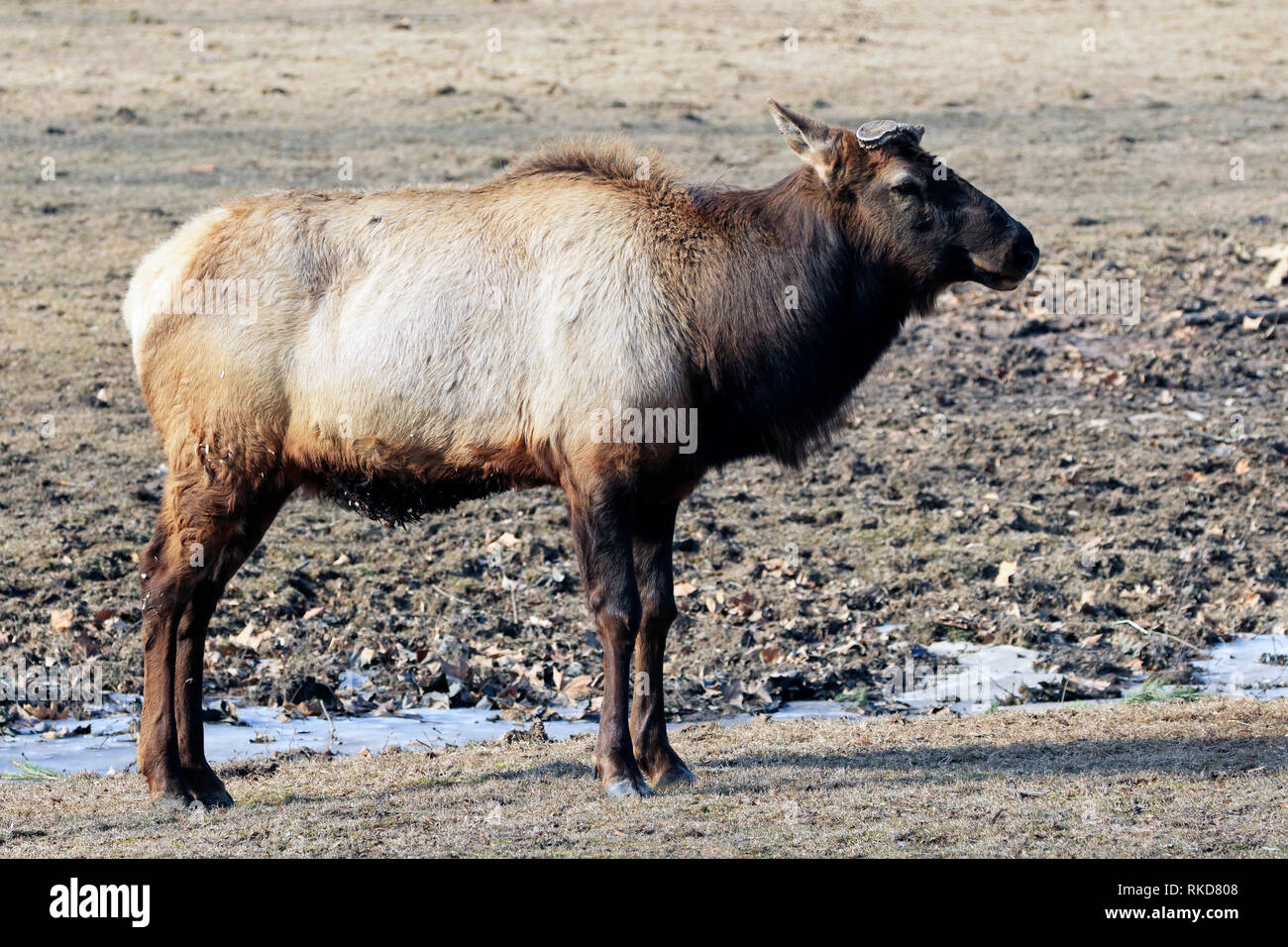 Usa Cervus Canadensis High Resolution Stock Photography and Images Alamy