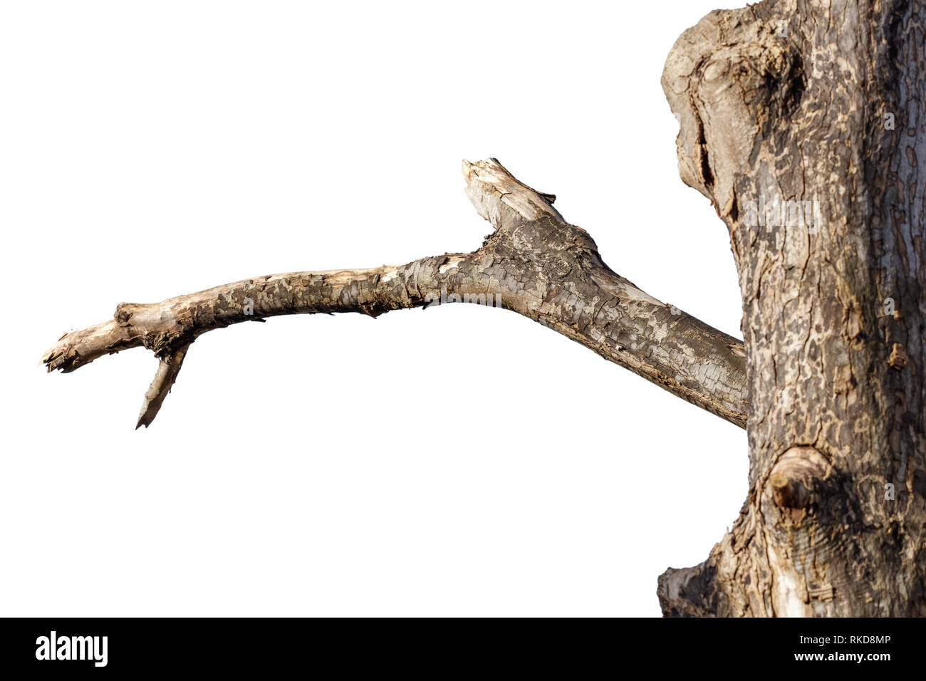 dead tree branch isolated on white background. Stock Photo
