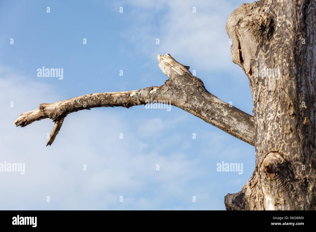 dead tree branch with blue sky for background. Stock Photo