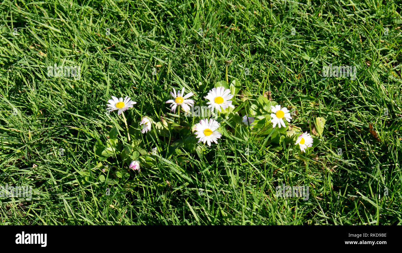 Flowers at Rest Stock Photo