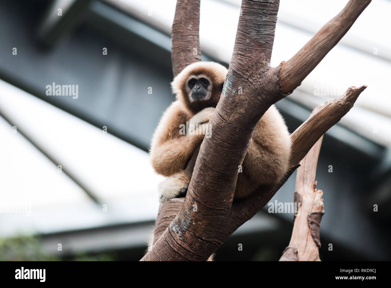 Gibbon Monkey in Tree at Henry Doorly Zoo Stock Photo Alamy