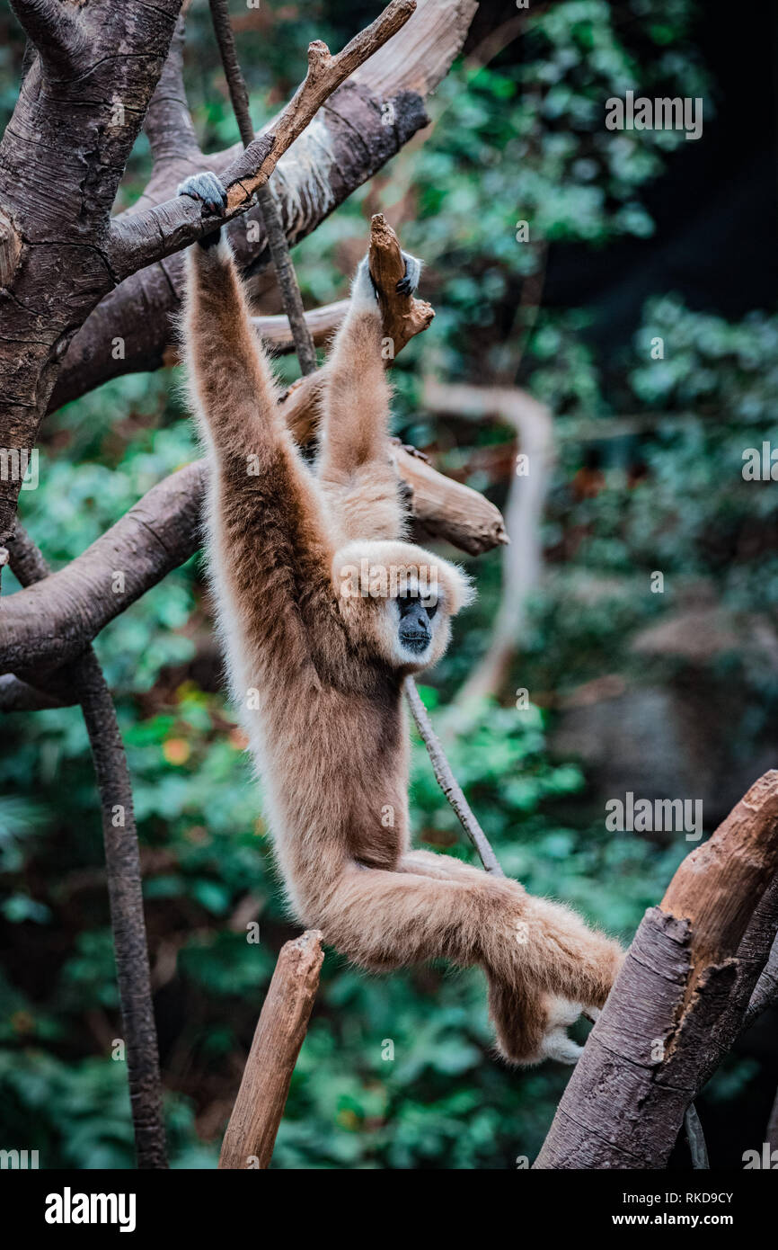 Monkey Swinging Tree High Resolution Stock Photography and Images Alamy