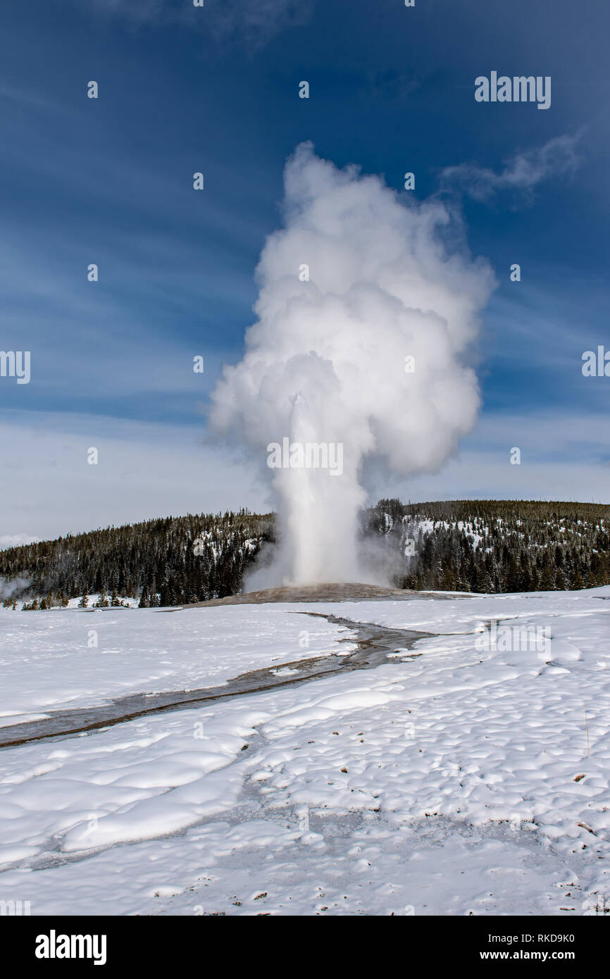 Eruption of Old Faithful geyser in Yellowstone National Park in Wyoming ...