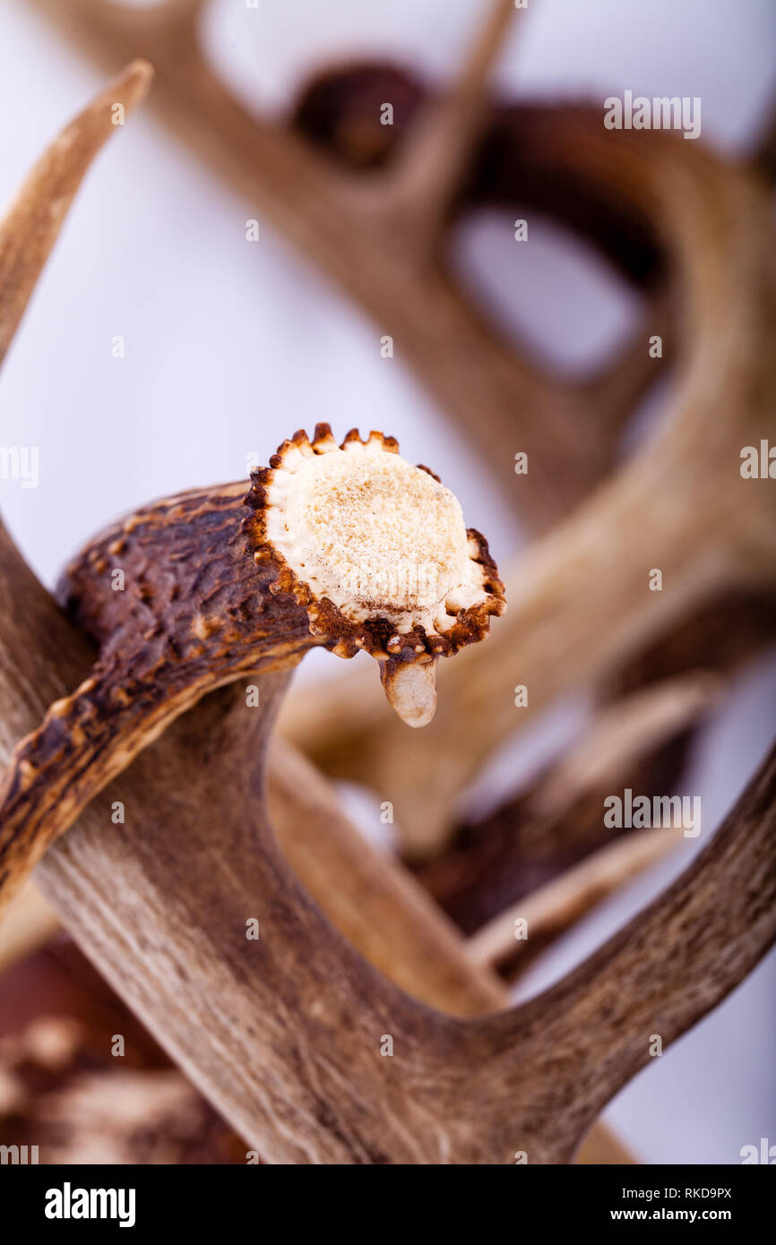 Multiple whitetailed deer antler sheds from Wisconsin Stock Photo Alamy