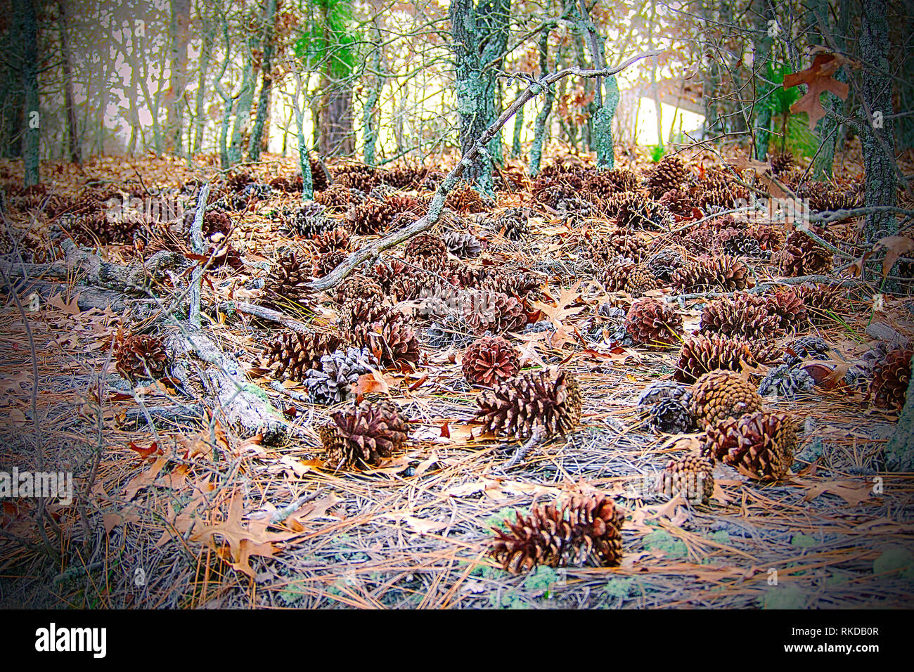 Many pinecones on the forest floor with beautiful colors and a barely visible structure in the background. Stock Photo